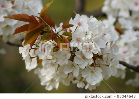 山村盛開 93044648