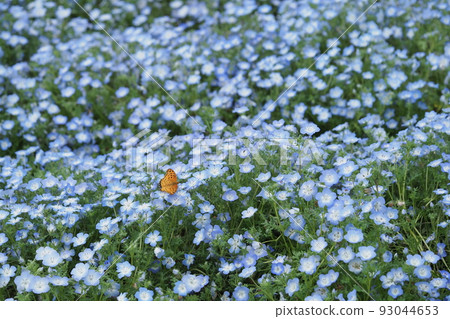 Nemophila flower garden and black-tailed fritillary 93044653