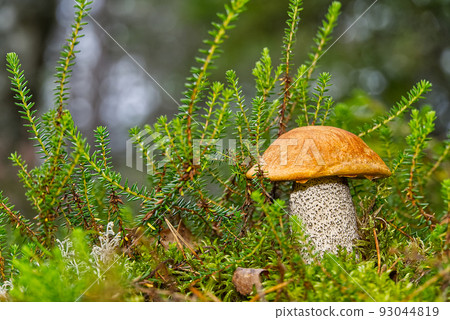 Edible orange-cap mushroom growing in green moss. Leccinum aurantiacum Harvesting mushrooms in forest. edible mushrooms in northern forests of europe. 93044819