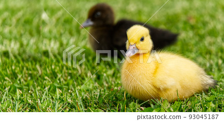 Small newborn ducklings walking on backyard on green grass. Yellow cute duckling running on meadow field in sunny day. Banner or panoramic shot with duck chick on grass. Small newborn ducklings walking on backyard on green grass. Yellow cute duckling running on meadow field in sunny day. Banner or panoramic shot with duck chick on grass. 93045187