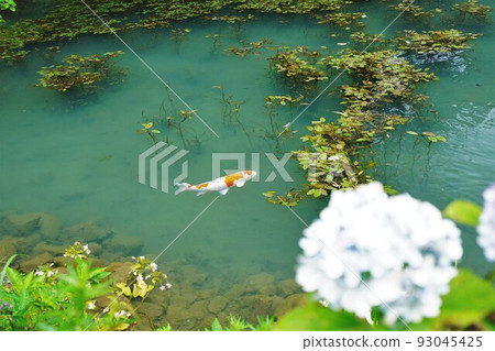 Mane Pond and Hydrangea 93045425