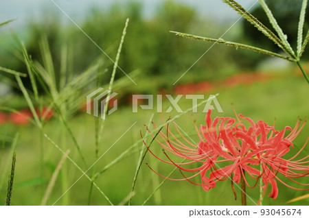 最近拍攝的簇狀孤挺花， 93045674