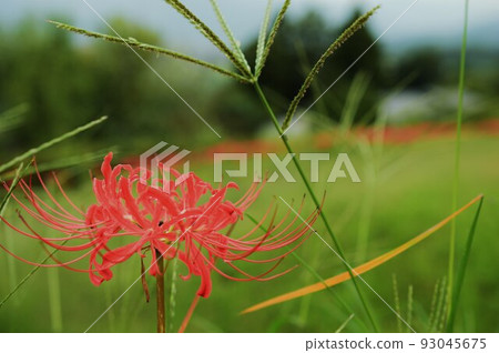 最近拍攝的簇狀孤挺花, 最近拍攝的簇狀孤挺花, 93045675