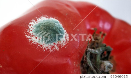 Green mold on a red tomato vegetables close-up on a white background Green mold on a red tomato vegetables close-up on a white background 93046015