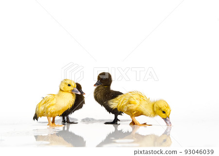 NewBorn little Cute yellow and black ducklings in water on white background. 93046039