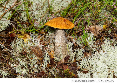 Edible orange-cap mushroom growing in green moss. Leccinum aurantiacum Harvesting mushrooms in forest. edible mushrooms in northern forests of europe. 93046089
