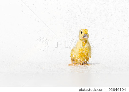 Yellow newborn little cute wet duckling under rain drops on white background. Yellow newborn little cute wet duckling under rain drops on white background. 93046104