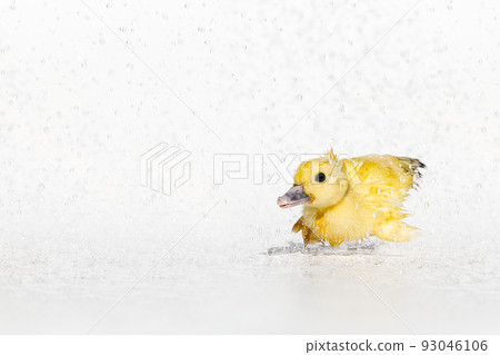 Yellow newborn little cute wet duckling under rain drops on white background. 93046106