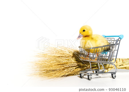 Little yellow ducklings in shopping carts on white background. Little yellow ducklings in shopping carts on white background. 93046110