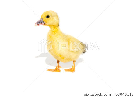 NewBorn little Cute yellow duckling isolated on white. NewBorn little Cute yellow duckling isolated on white. 93046113