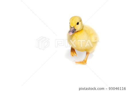 NewBorn little Cute yellow duckling isolated on white. 93046116