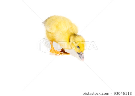 NewBorn little Cute yellow duckling isolated on white. NewBorn little Cute yellow duckling isolated on white. 93046118