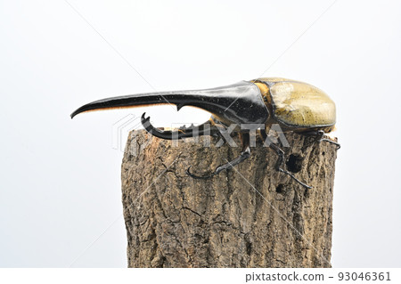 Hercules beetle male 165mm 93046361