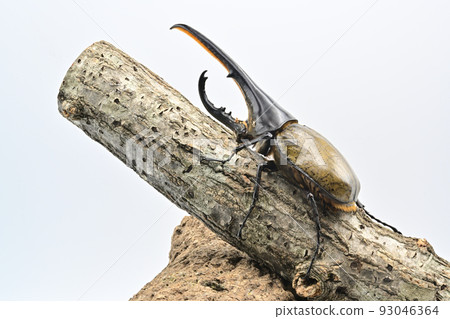 Hercules beetle male 165mm 93046364