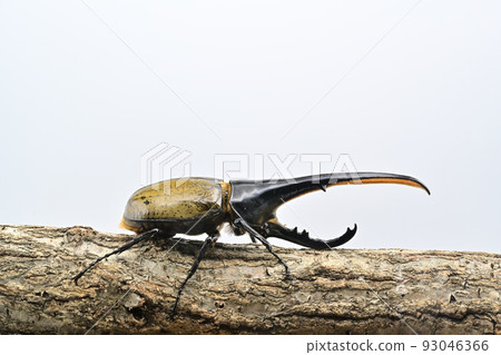 Hercules beetle male 165mm 93046366