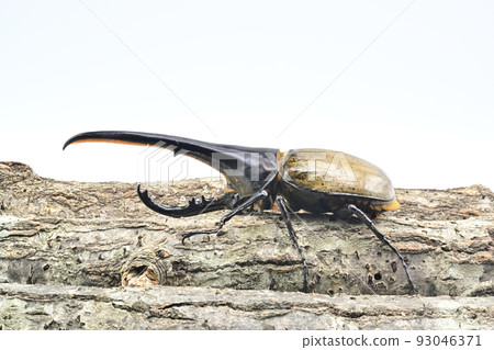 Hercules beetle male 165mm 93046371