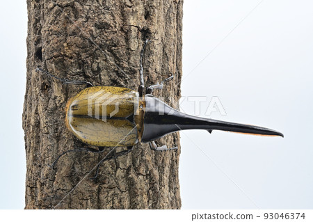 Hercules beetle male 165mm Hercules beetle male 165mm 93046374