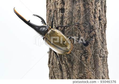 Hercules beetle male 165mm Hercules beetle male 165mm 93046376