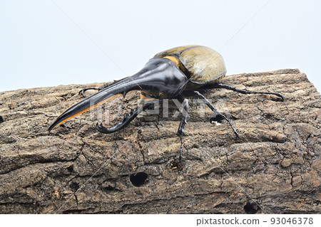 Hercules beetle male 165mm Hercules beetle male 165mm 93046378