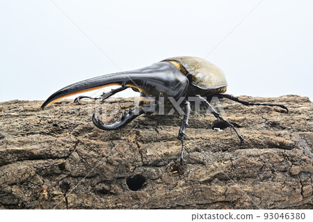 Hercules beetle male 165mm 93046380