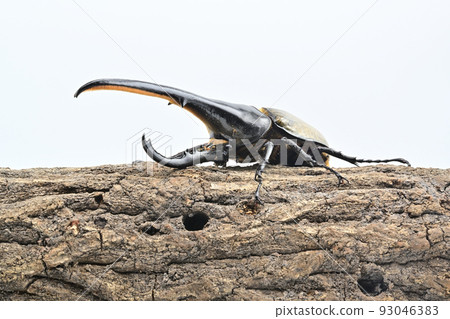 Hercules beetle male 165mm 93046383