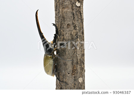 Hercules beetle male 165mm Hercules beetle male 165mm 93046387