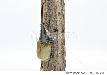 Hercules beetle male 165mm 93046391