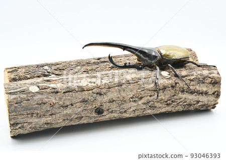 Hercules beetle male 165mm 93046393