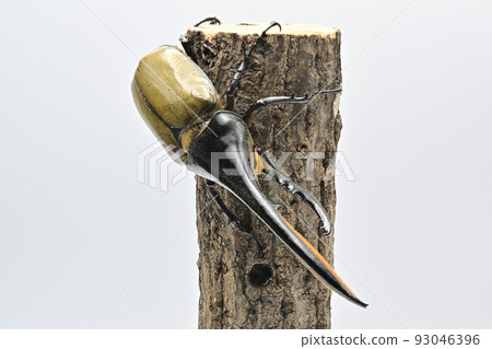 Hercules beetle male 165mm 93046396