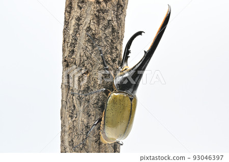 大力神甲蟲男 165mm 93046397