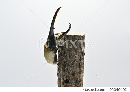 大力神甲蟲男 165mm 93046402