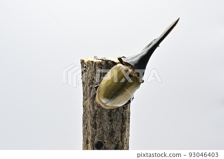 Hercules beetle male 165mm 93046403