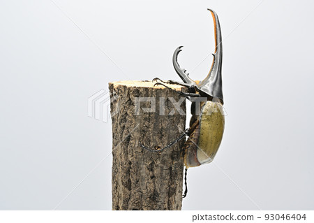 大力神甲蟲男 165mm 93046404