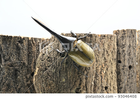 Hercules beetle male 165mm Hercules beetle male 165mm 93046408