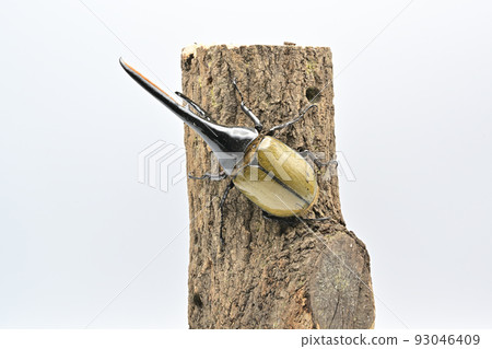 Hercules beetle male 165mm 93046409
