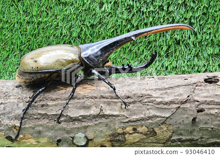 Hercules beetle male 165mm 93046410