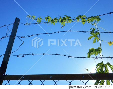 住宅區的農場 93046497