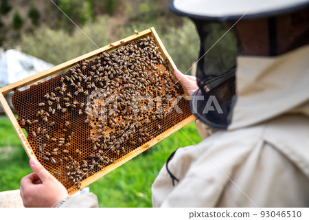 Beekeeper in a protective suit pulls out a honey frame with bees from a wooden hive. 93046510