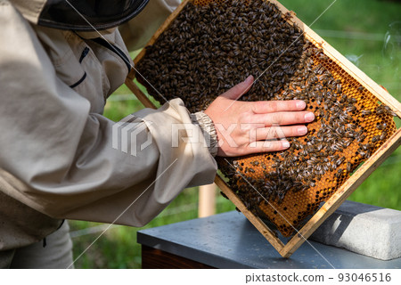 Beekeeper on apiary. Apiarist working with bees and beehives Beekeeper on apiary. Apiarist working with bees and beehives 93046516