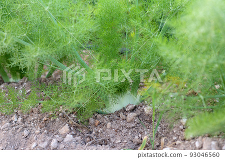Fennel Bulb in garden bed. Annual fennel, Foeniculum vulgare azoricum. Florence or bulbing fennel. Gardening background Fennel Bulb in garden bed. Annual fennel, Foeniculum vulgare azoricum. Florence or bulbing fennel. Gardening background 93046560