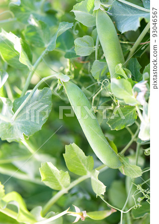 Young plant of green peas with pea pods in the vegetable garden 93046567