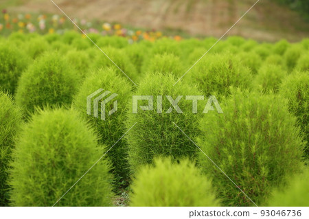 midsummer kochia midsummer kochia 93046736