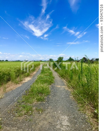 A straight road that supports food A straight road that supports food 93047016