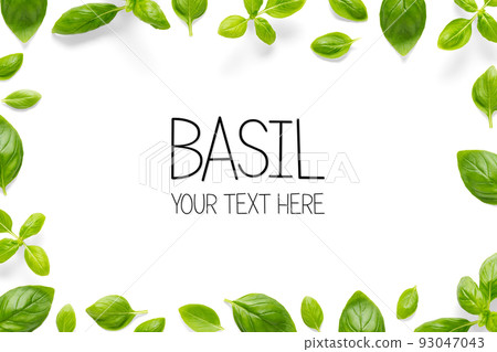 Creative layout with fresh basil leaves. Bunch Stock Photo