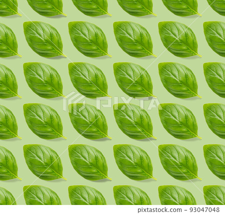 Italian Basil leaf herb seamless pattern on green background, Creative seamless pattern made from fresh green basil flat lay layout. Italian Basil leaf herb seamless pattern on green background, Creative seamless pattern made from fresh green basil flat lay layout. 93047048