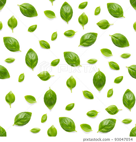 Italian Basil leaf herb seamless pattern on Stock Photo