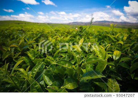 Landscape with tea fields at Sahambavy, Fianarantsoa ,Madagascar Landscape with tea fields at Sahambavy, Fianarantsoa ,Madagascar 93047207