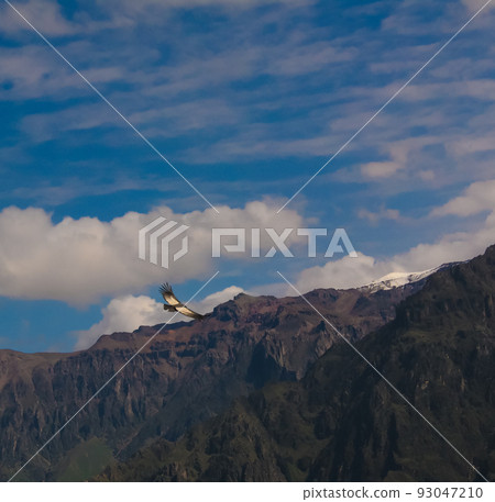 Condors above the Colca canyon at Condor Cross or Cruz Del Condor viewpoint, Chivay, Peru Condors above the Colca canyon at Condor Cross or Cruz Del Condor viewpoint, Chivay, Peru 93047210