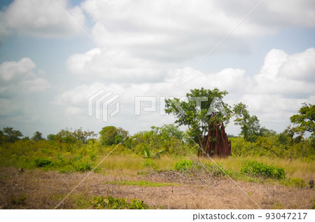 Savannah landscape with the termite mound, Ghana Savannah landscape with the termite mound, Ghana 93047217