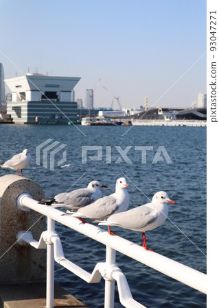 Seagull's break 93047271